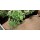 DUPONT PLANTEX GOLD WEEDMAX - ROLO 1X100M ( 125G/M2)