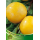 S.ARVORE FRUTO -AMEIXOEIRA EM VASO SUNGOLD