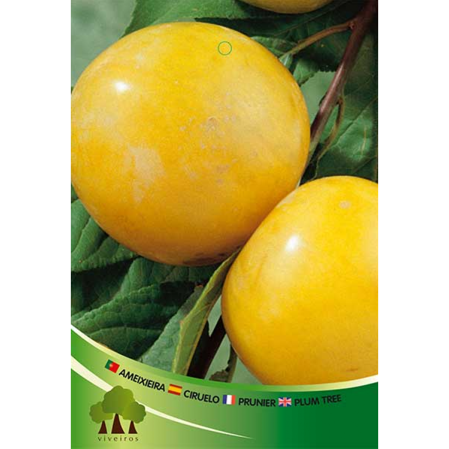 S.ARVORE FRUTO -AMEIXOEIRA EM VASO SUNGOLD S.ARVORE FRUTO -AMEIXOEIRA EM VASO SUNGOLD