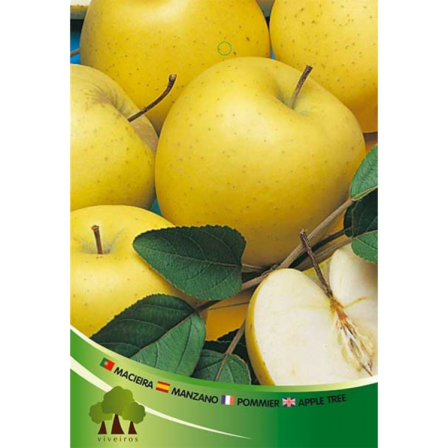 S.ARVORE FRUTO -MACIEIRA S.ARVORE FRUTO -MACIEIRA