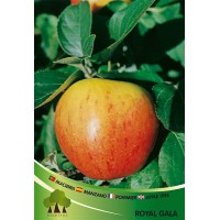 S.ARVORE FRUTO -MACIEIRA S.ARVORE FRUTO -MACIEIRA