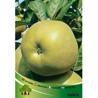 S.ARVORE FRUTO -MACIEIRA S.ARVORE FRUTO -MACIEIRA