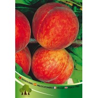 S.ARVORE FRUTO -PESSEGUEIRO S.ARVORE FRUTO -PESSEGUEIRO
