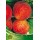 S.ARVORE FRUTO -PESSEGUEIRO