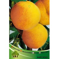 S.ARVORE FRUTO -PESSEGUEIRO S.ARVORE FRUTO -PESSEGUEIRO