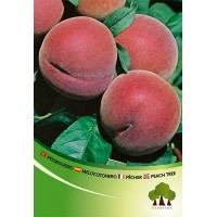 S.ARVORE FRUTO -PESSEGUEIRO S.ARVORE FRUTO -PESSEGUEIRO