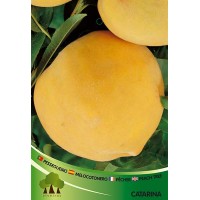 S.ARVORE FRUTO -PESSEGUEIRO S.ARVORE FRUTO -PESSEGUEIRO