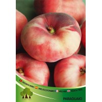 S.ARVORE FRUTO -PESSEGUEIRO S.ARVORE FRUTO -PESSEGUEIRO