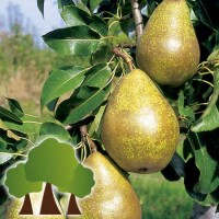 S.ARVORE FRUTO -PEREIRA S.ARVORE FRUTO -PEREIRA
