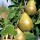 S.ARVORE FRUTO -PEREIRA