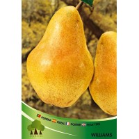 S.ARVORE FRUTO -PEREIRA S.ARVORE FRUTO -PEREIRA