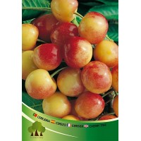 S.ARVORE FRUTO -CEREJEIRA S.ARVORE FRUTO -CEREJEIRA