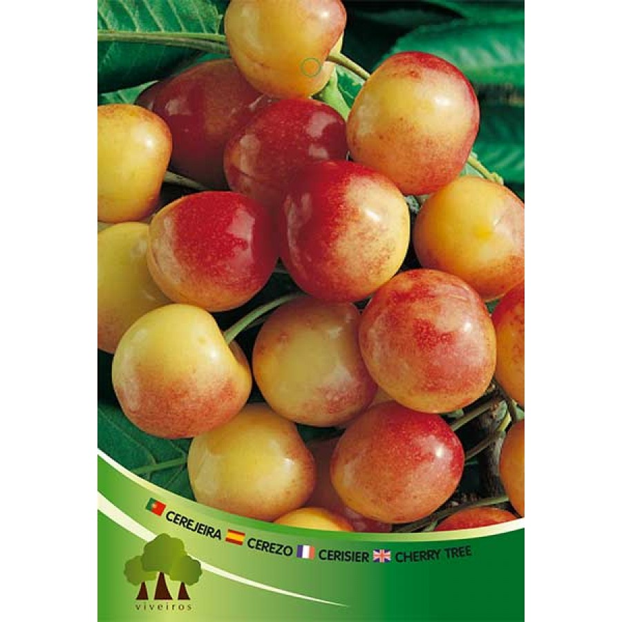 S.ARVORE FRUTO -CEREJEIRA S.ARVORE FRUTO -CEREJEIRA