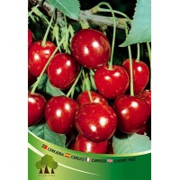 S.ARVORE FRUTO -CEREJEIRA S.ARVORE FRUTO -CEREJEIRA