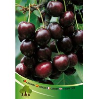 S.ARVORE FRUTO -CEREJEIRA S.ARVORE FRUTO -CEREJEIRA