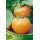 S.ARVORE FRUTO -DIOSPIREIRO