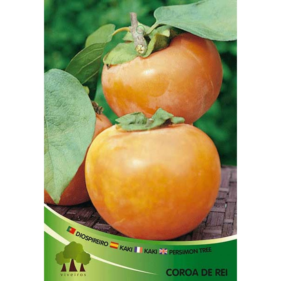 S.ARVORE FRUTO -DIOSPIREIRO S.ARVORE FRUTO -DIOSPIREIRO