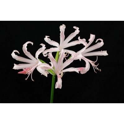 S.BOLBO SAQUETA NERINE BRANCA -2 BOLBOS
