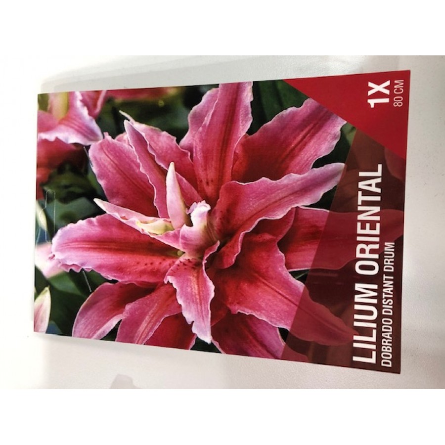 S.BOLBO SAQUETA LILIUS ORIENTAIS DOBRADOS 1B S.BOLBO SAQUETA LILIUS ORIENTAIS DOBRADOS 1B