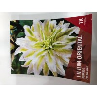 S.BOLBO SAQUETA LILIUS ORIENTAIS DOBRADOS 1B S.BOLBO SAQUETA LILIUS ORIENTAIS DOBRADOS 1B
