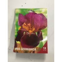 S.BOLBO SAQUETA IRIS GERMANICO S.BOLBO SAQUETA IRIS GERMANICO