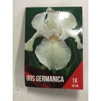 S.BOLBO SAQUETA IRIS GERMANICO S.BOLBO SAQUETA IRIS GERMANICO