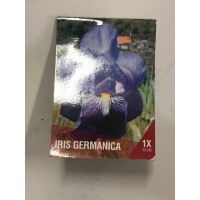 S.BOLBO SAQUETA IRIS GERMANICO S.BOLBO SAQUETA IRIS GERMANICO