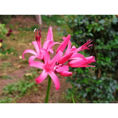 S.BOLBO SAQUETA NERINE ROSA -2 BOLBOS