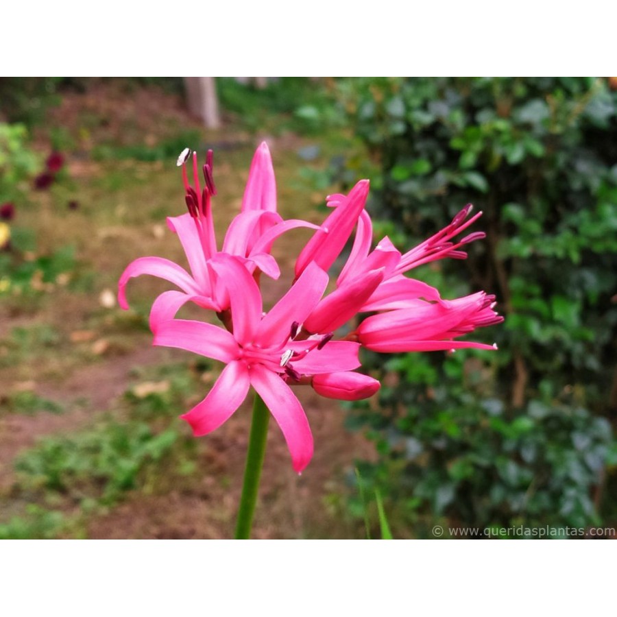 S.BOLBO SAQUETA NERINE ROSA -2 BOLBOS S.BOLBO SAQUETA NERINE ROSA -2 BOLBOS