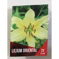 S.BOLBO SAQUETA LILIUS ORIENTAIS 2B S.BOLBO SAQUETA LILIUS ORIENTAIS 2B