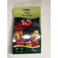 S.BOLBO SAQUETA TULIPA MULTIFLOR S.BOLBO SAQUETA TULIPA MULTIFLOR