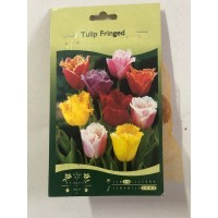 S.BOLBO SAQUETA TULIPA MULTIFLOR S.BOLBO SAQUETA TULIPA MULTIFLOR