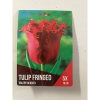 S.BOLBO SAQUETA TULIPA MULTIFLOR S.BOLBO SAQUETA TULIPA MULTIFLOR