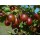 S.ARVORE FRUTO -UVA CRISPA VERMELHA