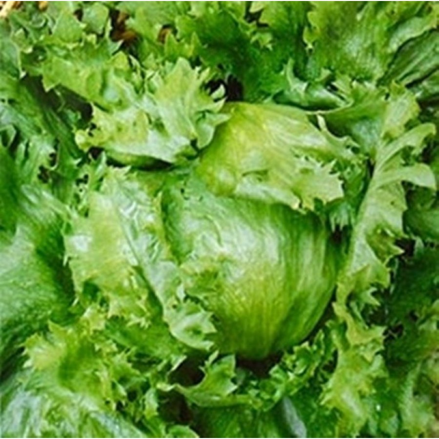 S.ALFACE ALEIXO ICEBERG -CARTEIRA S.ALFACE ALEIXO ICEBERG -CARTEIRA