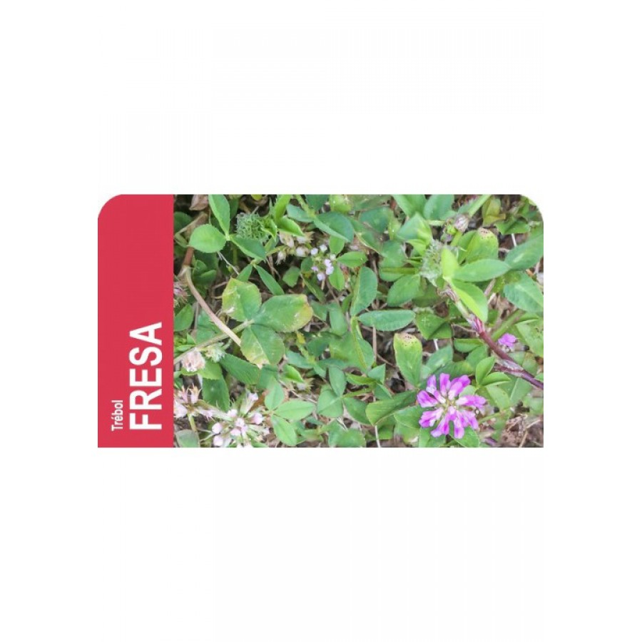 SEMENTE TREVO MORANGO FRAGIFERUM PALESTINE -SC 5 KILOS SEMENTE TREVO MORANGO FRAGIFERUM PALESTINE -SC 5 KILOS