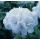 SEMENTES DE FLORES MILLIFLORA  PELARGONIUM HORTORUM HORIZON PURE WHITE (BRANCO)- 1000 SEMENTES