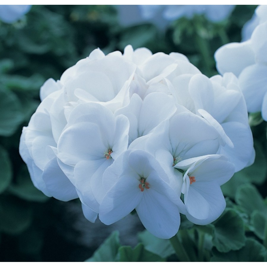 SEMENTES DE FLORES MILLIFLORA  PELARGONIUM HORTORUM HORIZON PURE WHITE (BRANCO)- 1000 SEMENTES