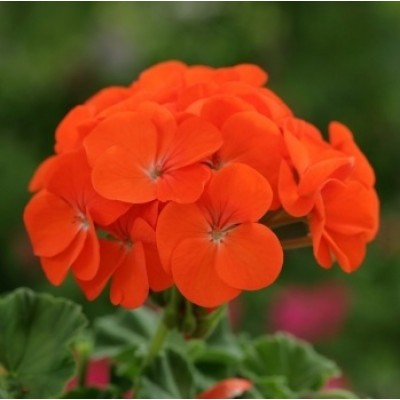 SEMENTES DE FLORES MILLIFLORA  PELARGONIUM HORTORUM HORIZON ORANGE (LARANJA)- 100 SEMENTES