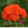 SEMENTES DE FLORES MILLIFLORA  PELARGONIUM HORTORUM HORIZON ORANGE (LARANJA)- 100 SEMENTES