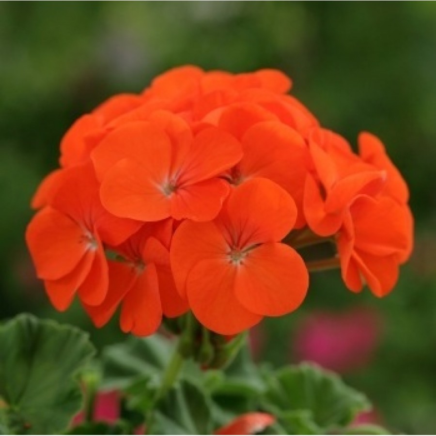 SEMENTES DE FLORES MILLIFLORA  PELARGONIUM HORTORUM HORIZON ORANGE (LARANJA)- 600 SEMENTES