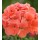 SEMENTES DE FLORES MILLIFLORA  PELARGONIUM HORTORUM HORIZON DEEP SALMON (SALMÃO)- 1000 SEMENTES