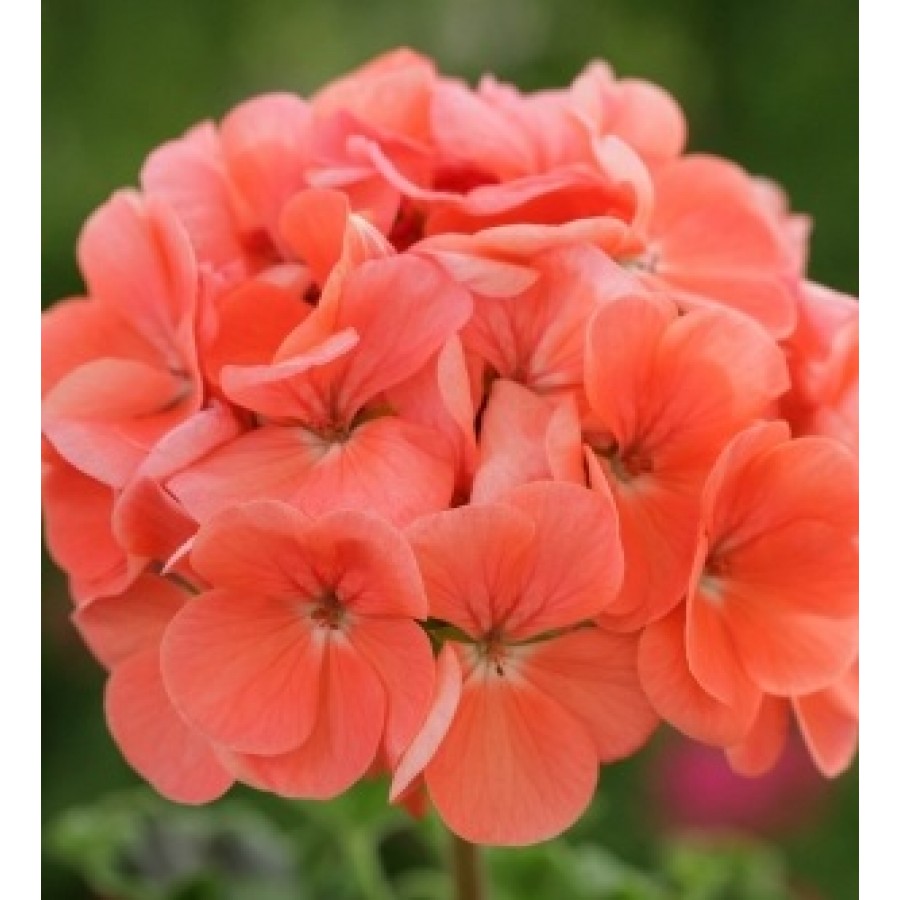 SEMENTES DE FLORES MILLIFLORA PELARGONIUM HORTORUM HORIZON DEEP SALMON (SALMÃO)- 1000 SEMENTES SEMENTES DE FLORES MILLIFLORA PELARGONIUM HORTORUM HORIZON DEEP SALMON (SALMÃO)- 1000 SEMENTES
