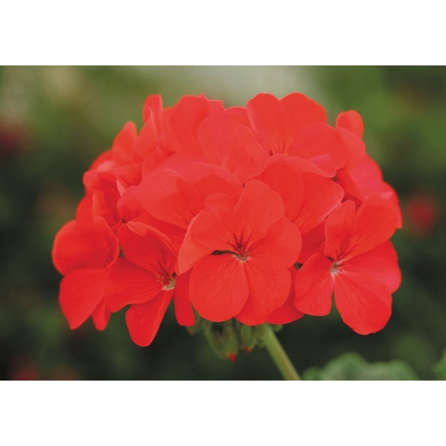SEMENTES DE FLORES MILLIFLORA PELARGONIUM HORTORUM HORIZON DEEP RED (VERMELHO)- 1000 SEMENTES SEMENTES DE FLORES MILLIFLORA PELARGONIUM HORTORUM HORIZON DEEP RED (VERMELHO)- 1000 SEMENTES
