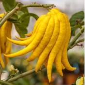Citrinos