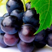 Uvas Tintas de Vinho