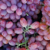 Uvas de Mesa Tintas