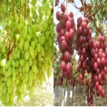 Uvas de Mesa Brancas e Tintas Sem Grainha