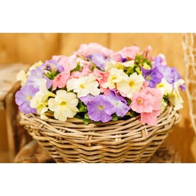 SEMENTES DE FLORES MILLIFLORA PETUNIAS GRANDIFLORA LIMBO *GP* PASTEL MIXTURE (MISTURA  PASTEL) - 1000 SEMENTES