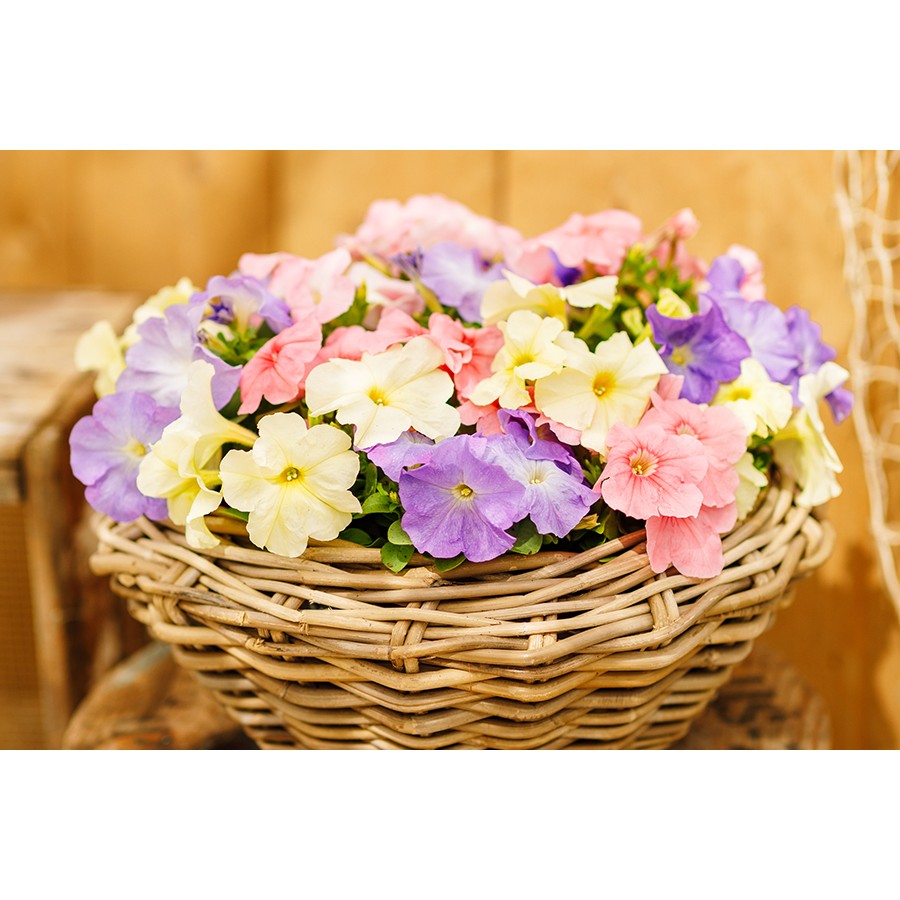 SEMENTES DE FLORES MILLIFLORA PETUNIAS GRANDIFLORA LIMBO *GP* PASTEL MIXTURE (MISTURA PASTEL) - 1000 SEMENTES SEMENTES DE FLORES MILLIFLORA PETUNIAS GRANDIFLORA LIMBO *GP* PASTEL MIXTURE (MISTURA PASTEL) - 1000 SEMENTES